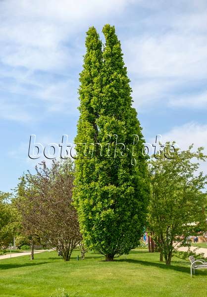 575303 - Säuleneiche (Quercus robur 'Fastigiata')