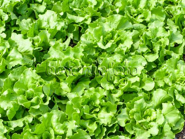 439173 - Salat (Lactuca sativa)