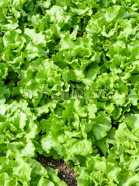 439176 - Salat (Lactuca sativa)