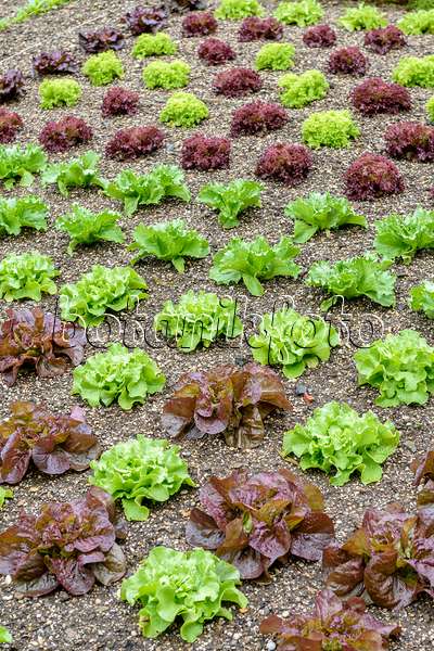 593111 - Salat (Lactuca sativa)