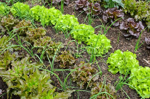 508148 - Salat (Lactuca sativa) und Winterzwiebel (Allium fistulosum)