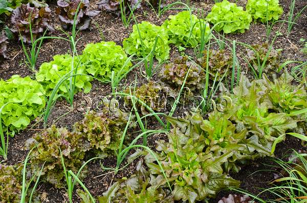 508149 - Salat (Lactuca sativa) und Winterzwiebel (Allium fistulosum)