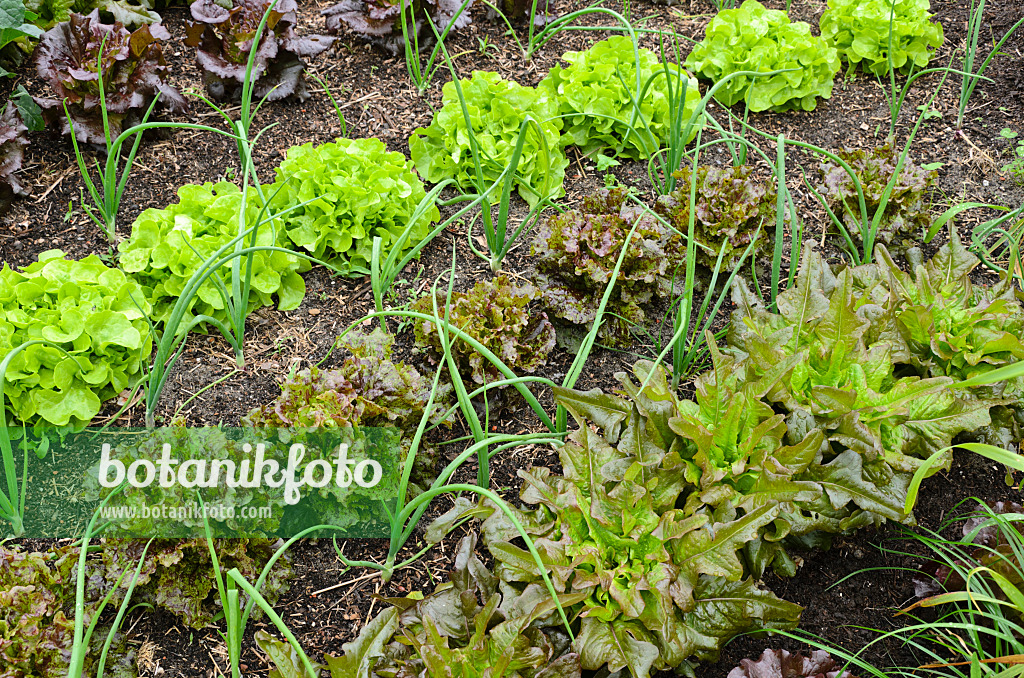 508149 - Salat (Lactuca sativa) und Winterzwiebel (Allium fistulosum)