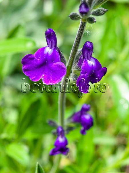 426152 - Salbei (Salvia coahuilensis)