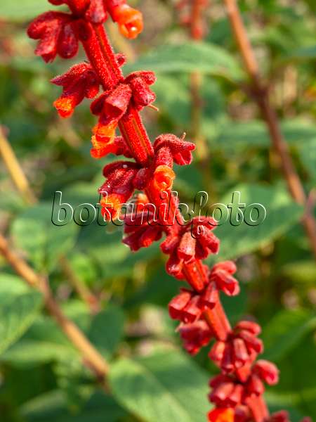 453057 - Salbei (Salvia confertifolia)