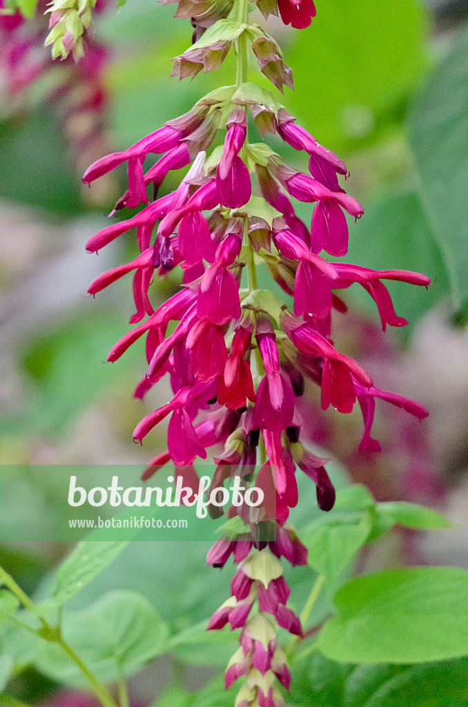 553028 - Salbei (Salvia gravida)