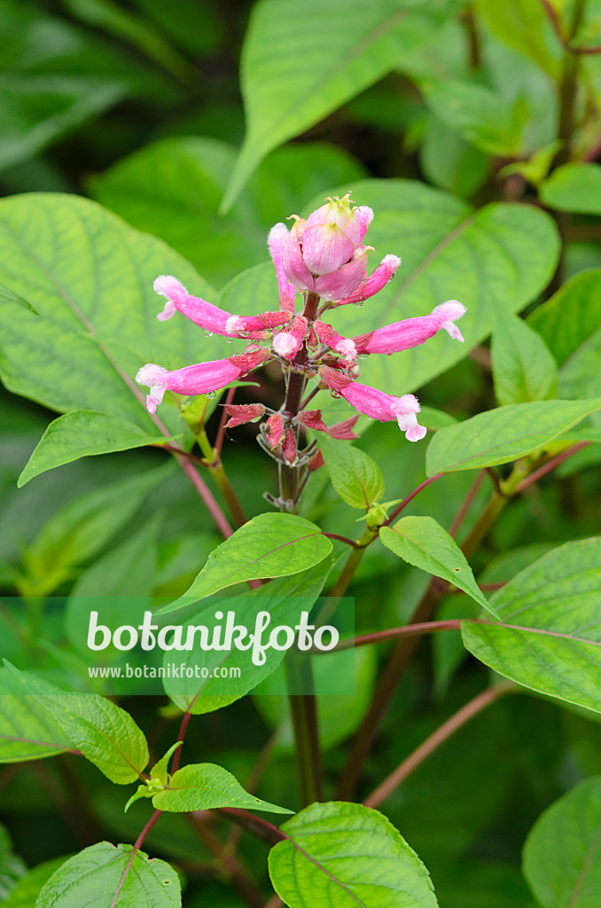 534380 - Salbei (Salvia involucrata)