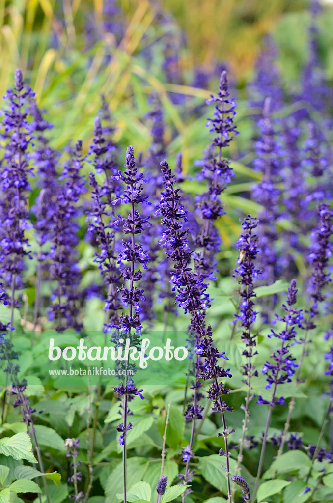 525293 - Salbei (Salvia longispicata x farinacea 'Mystic Spires Blue')