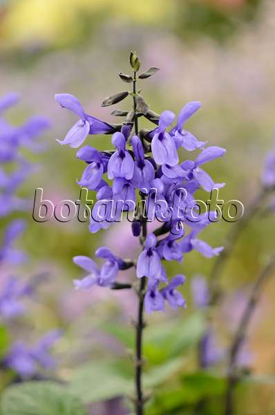570063 - Salbei (Salvia longispicata x farinacea 'Mystic Spires Blue')