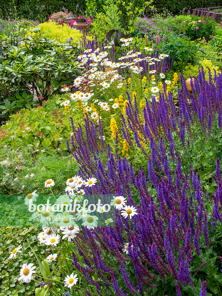 485167 - Salbei (Salvia), Margerite (Leucanthemum) und Gilbweiderich (Lysimachia)