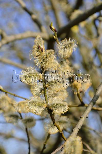 506071 - Salweide (Salix caprea) mit männlichen Blüten