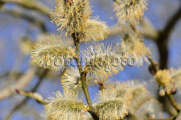 506074 - Salweide (Salix caprea) mit männlichen Blüten