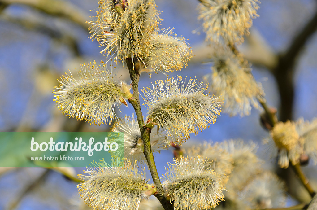 506074 - Salweide (Salix caprea) mit männlichen Blüten