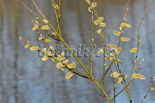 506075 - Salweide (Salix caprea) mit männlichen Blüten