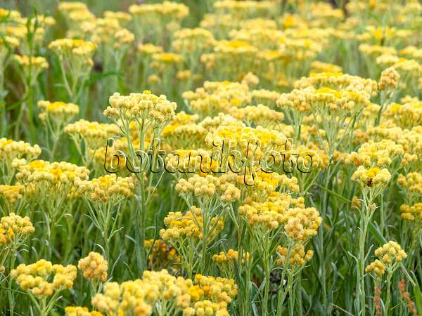 511059 - Sandstrohblume (Helichrysum arenarium)