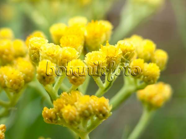 511060 - Sandstrohblume (Helichrysum arenarium)