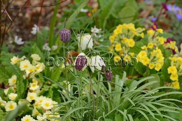 554040 - Schachbrettblume (Fritillaria meleagris) und Schlüsselblumen (Primula)