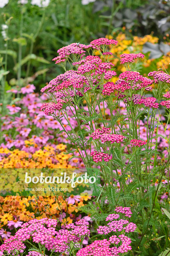 534413 - Schafgarbe (Achillea)