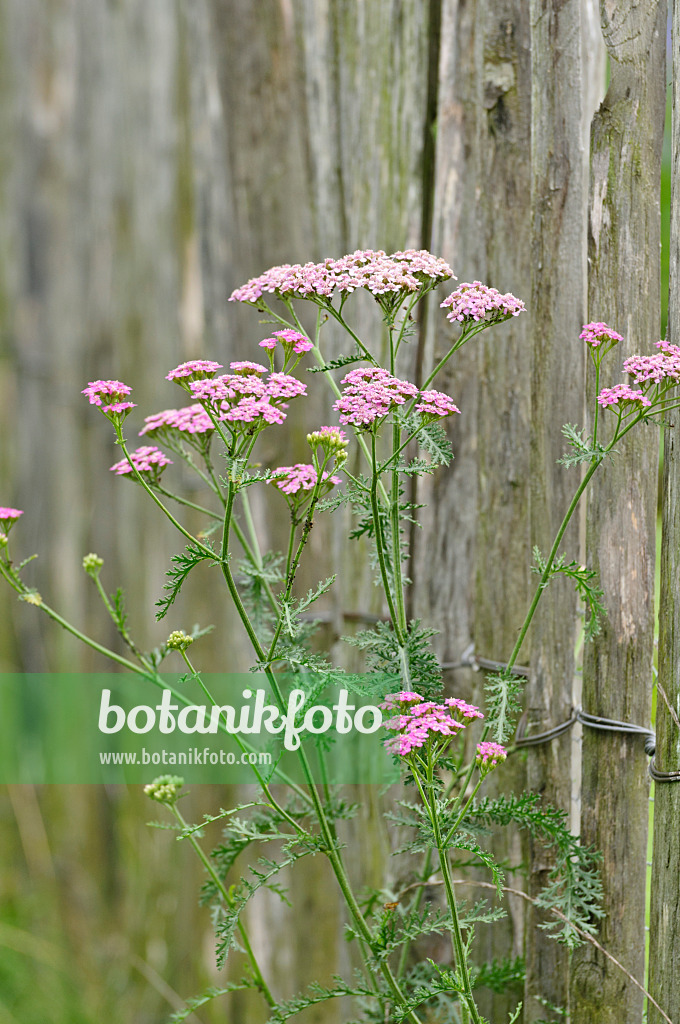 486178 - Schafgarbe (Achillea) an einem Holzzaun