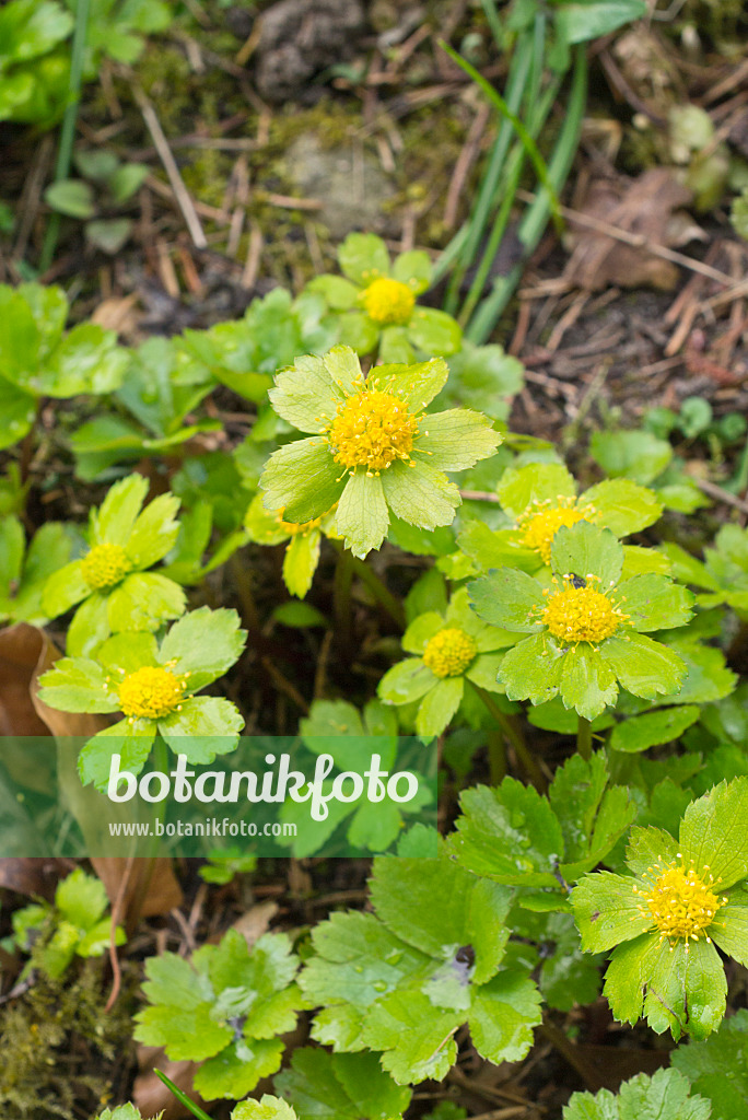 555102 - Schaftdolde (Hacquetia epipactis)