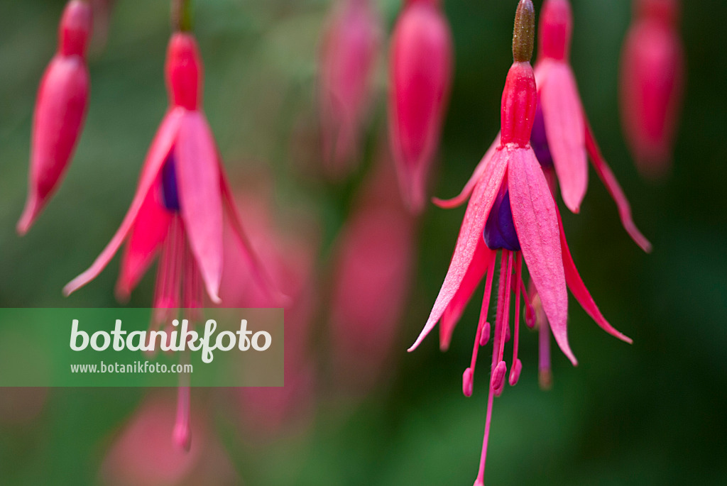 511340 - Scharlachfuchsie (Fuchsia magellanica)