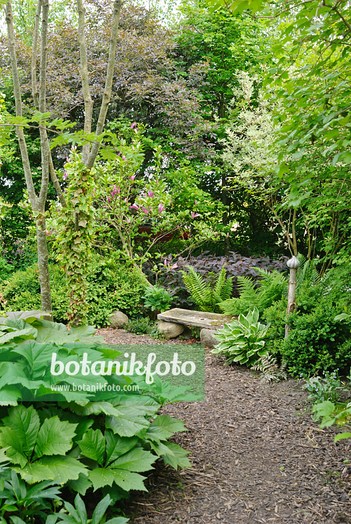 509145 - Schattengarten mit Farnen, Funkien (Hosta) und Schaublatt (Rodgersia)