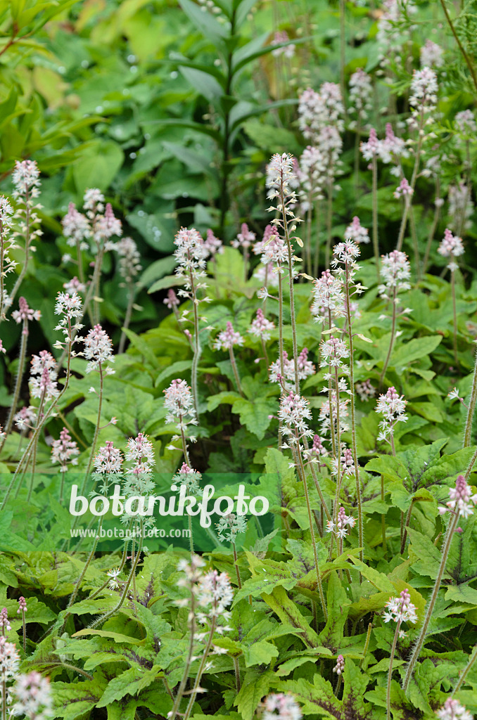 497010 - Schaumkraut (Tiarella Starburst)