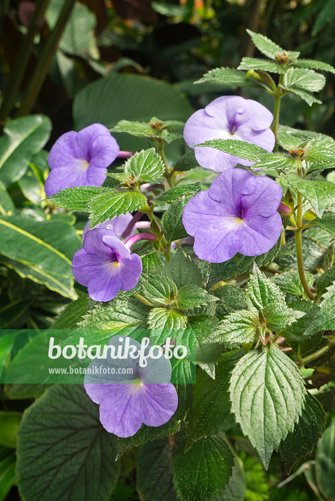 608117 - Schiefteller (Achimenes Blue Swan)