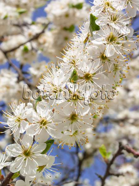 400118 - Schlehe (Prunus spinosa)
