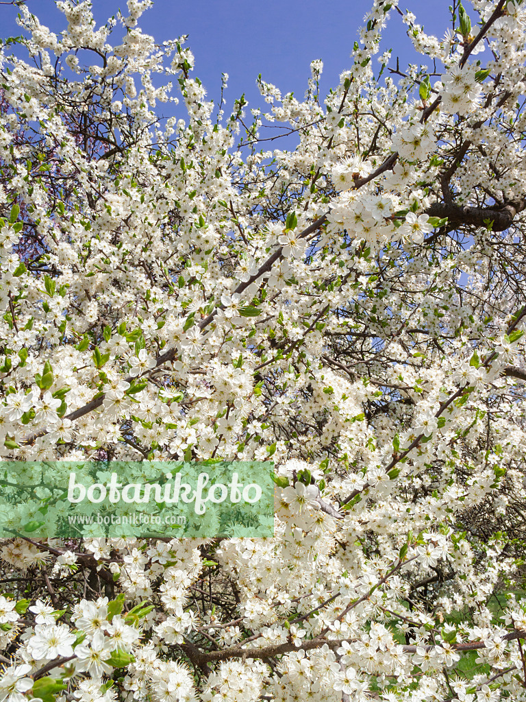 400119 - Schlehe (Prunus spinosa)