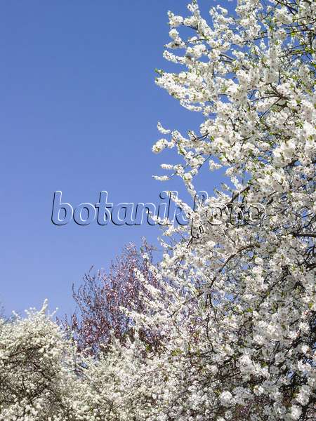 400121 - Schlehe (Prunus spinosa)