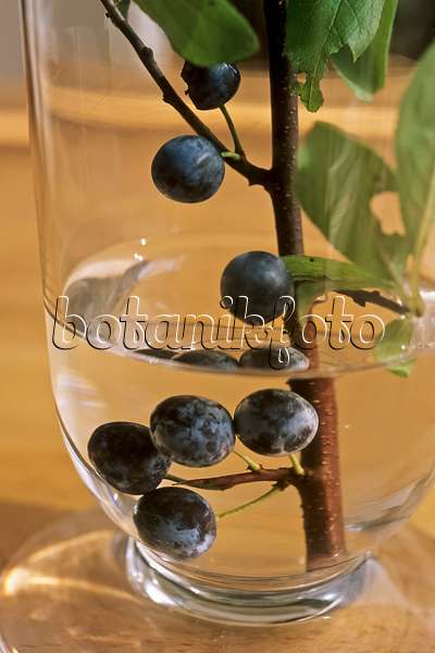 442082 - Schlehe (Prunus spinosa)