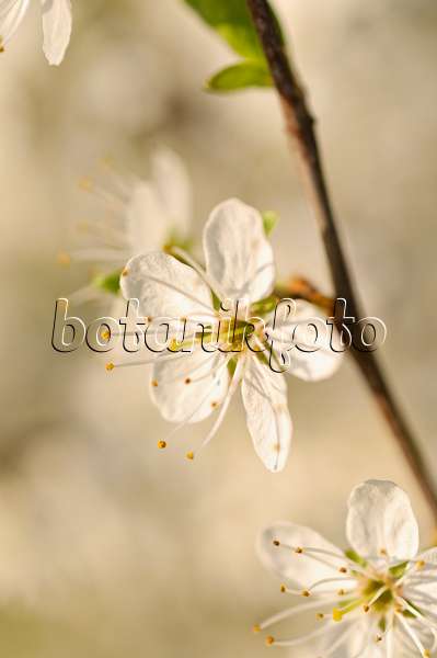 471115 - Schlehe (Prunus spinosa)