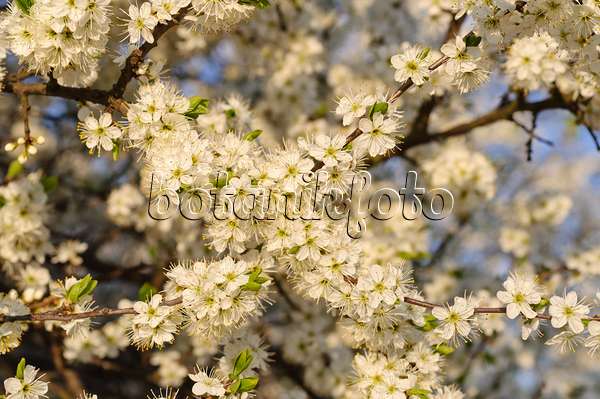 471116 - Schlehe (Prunus spinosa)