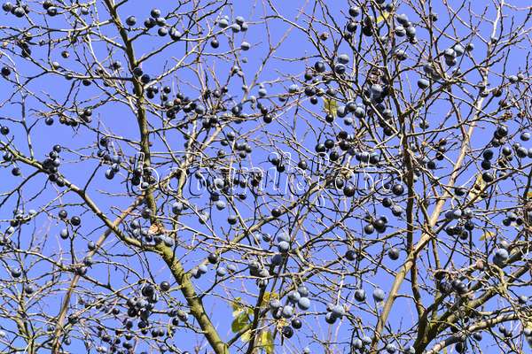 489070 - Schlehe (Prunus spinosa)