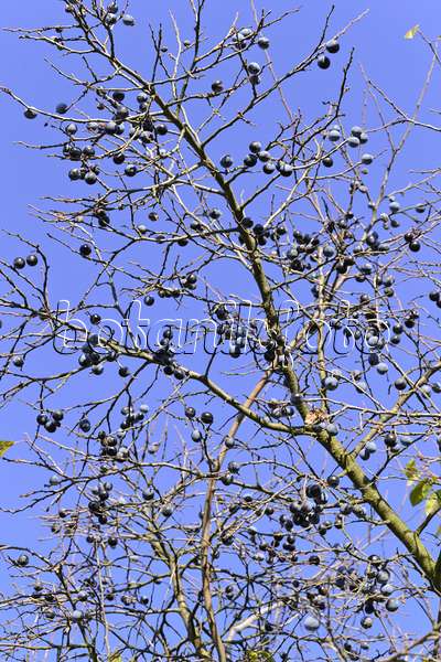 489071 - Schlehe (Prunus spinosa)