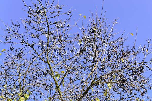 489072 - Schlehe (Prunus spinosa)