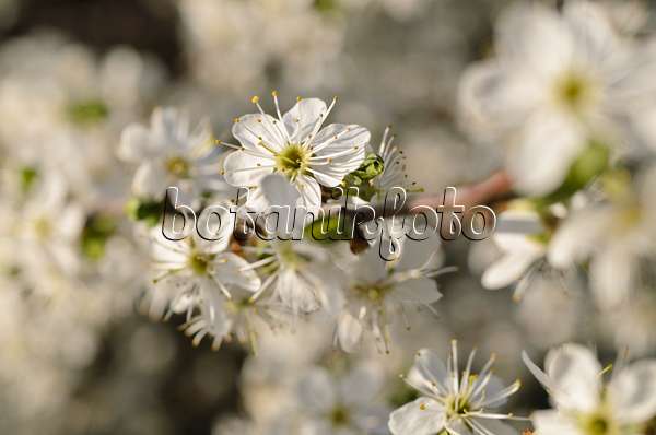 495049 - Schlehe (Prunus spinosa)