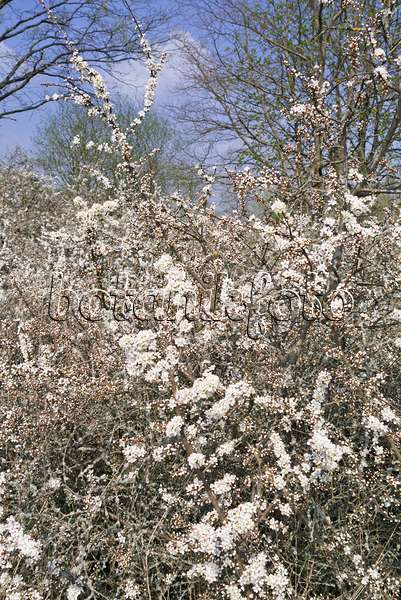 531057 - Schlehe (Prunus spinosa)