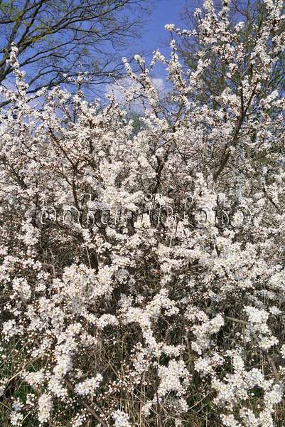 531060 - Schlehe (Prunus spinosa)