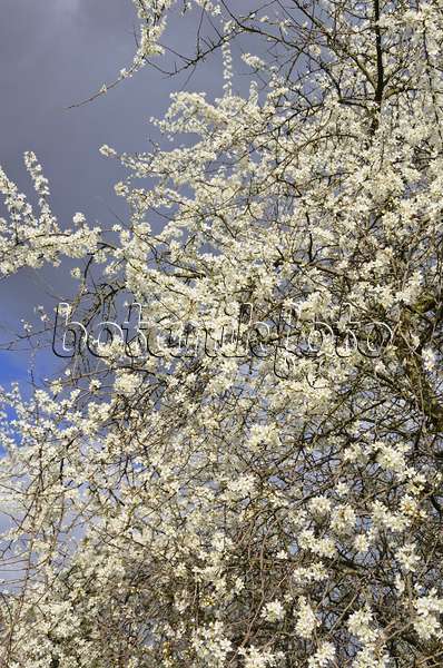 543031 - Schlehe (Prunus spinosa)