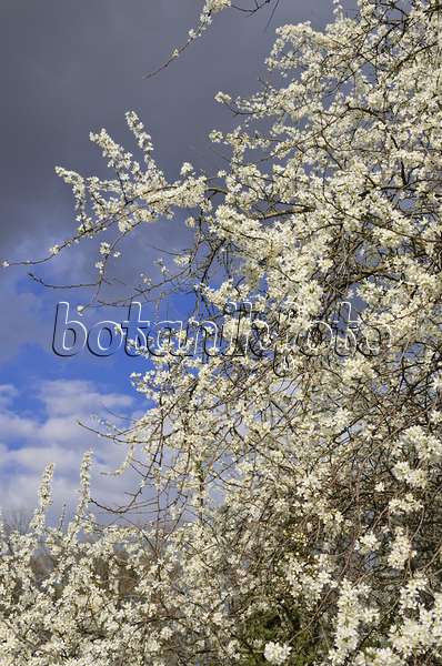543032 - Schlehe (Prunus spinosa)