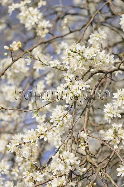 543034 - Schlehe (Prunus spinosa)