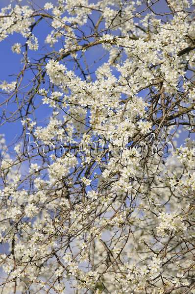 543036 - Schlehe (Prunus spinosa)