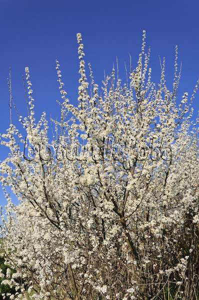 555094 - Schlehe (Prunus spinosa)