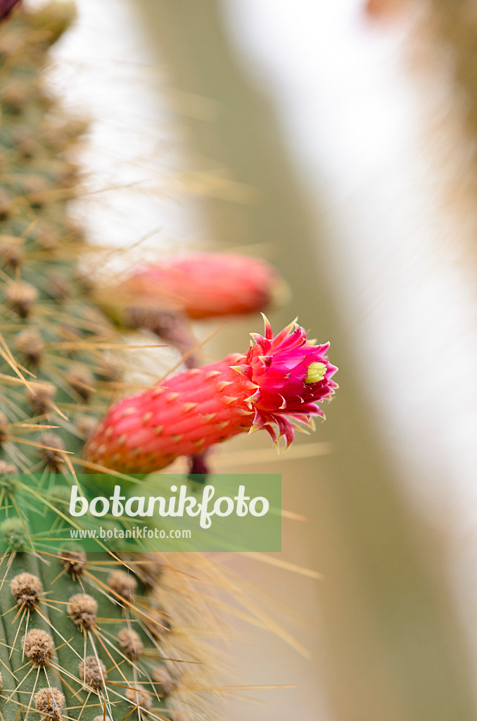 531097 - Schließkaktus (Cleistocactus baumannii)