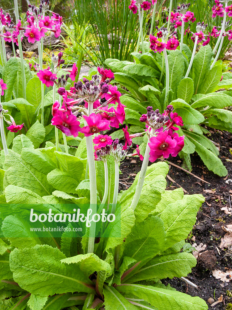 401168 - Schlüsselblume (Primula burmanica)