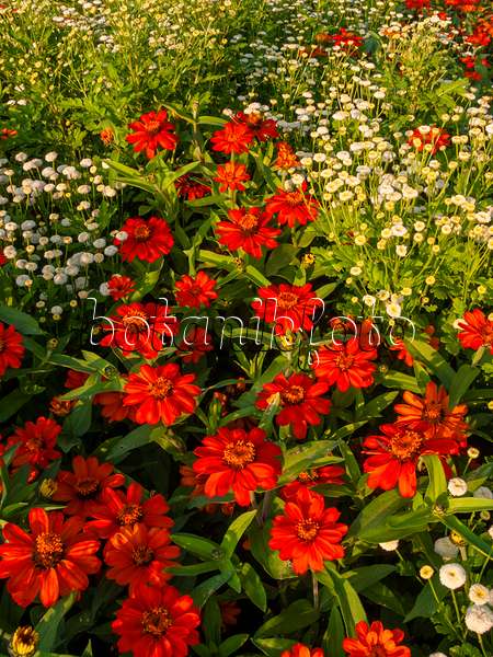404018 - Schmalblättrige Zinnie (Zinnia angustifolia 'Amulette Orange') und Mutterkraut (Tanacetum parthenium 'White Pompon')