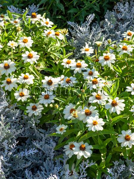 440243 - Schmalblättrige Zinnie (Zinnia angustifolia 'Profusion White') und Weißfilziges Greiskraut (Senecio cineraria)