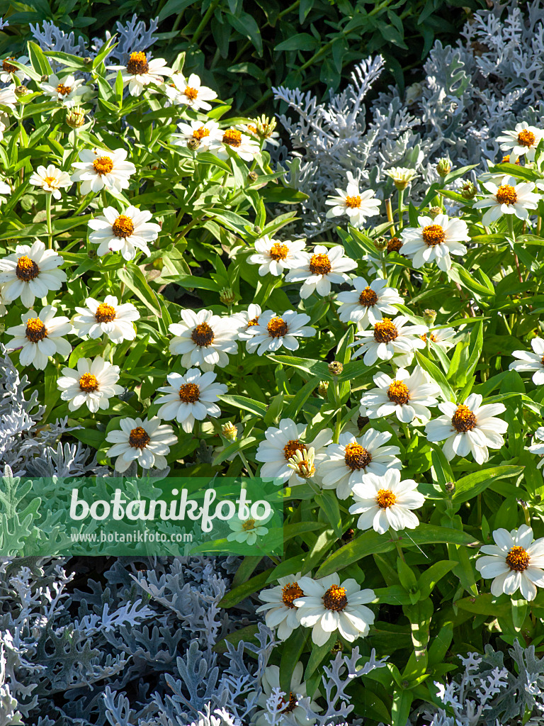 440243 - Schmalblättrige Zinnie (Zinnia angustifolia 'Profusion White') und Weißfilziges Greiskraut (Senecio cineraria)